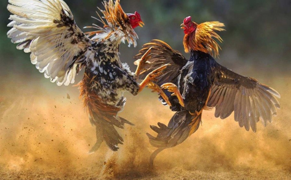 Ba dạng chọi gà chính được cung cấp bởi 98Win