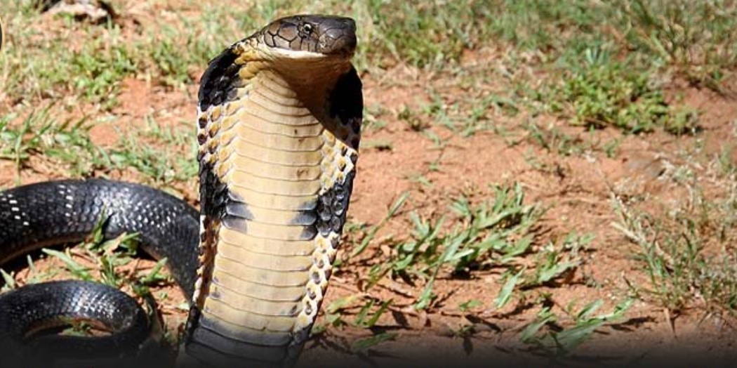 Mơ thấy người khác ăn thịt rắn