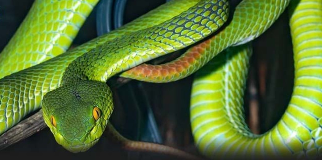 Ý nghĩa nằm mơ thấy rắn, mơ thấy rắn đánh con gì?